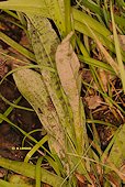 Dactylorhiza elata x Dactylorhiza maculata