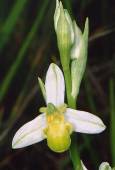ophrys apifera hypochrome