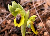 Ophrys lutea - Ophrys jaune