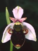 ophrys scolopax marron
