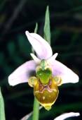 ophrys scolopax vert