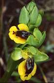 ophrys sicula