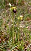 Ophrys sulcata - Ophrys sillonné