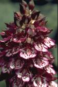 Vers la page Orchis purpurea