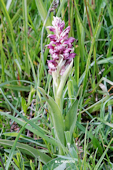 Anacamptis coriophora -  Orchis punaise