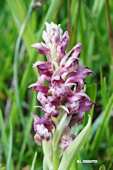Anacamptis coriophora -  Orchis punaise