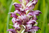 Anacamptis coriophora -  Orchis punaise
