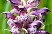 Anacamptis coriophora -  Orchis punaise
