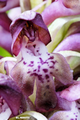 Anacamptis coriophora -  Orchis punaise