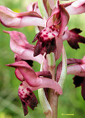 Anacamptis coriophora subsp. fragrans - Orchis parfumé