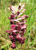 Anacamptis coriophora subsp. fragrans - Orchis parfum