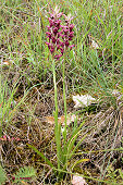 Anacamptis coriophora subsp. fragrans - Orchis parfum