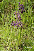 Anacamptis morio subsp. longicornu - Orchis � long �peron