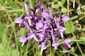 Anacamptis morio subsp. longicornu - Orchis � long �peron