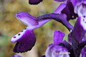 Anacamptis morio subsp. longicornu - Orchis � long �peron