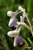 Anacamptis morio subsp. longicornu - Orchis � long �peron