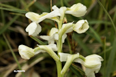 Anacamptis morio subsp. longicornu - Orchis � long �peron