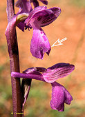 Orchis morio subsp. picta - Orchis peint
