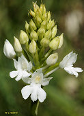 Anacamptis pyramidalis subsp. pyramidalis - Orchis pyramidal