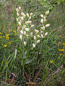Cephalanthera damasonium - Céphalanthère à grandes fleurs