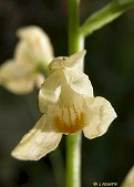 Cephalanthera longifolia de couleur crème