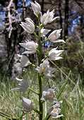 Cephalanthera longifolia - Céphalanthère à longues feuilles