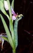 chenille dvorant un ophrys