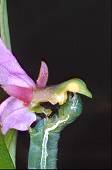 chenille dvorant un ophrys