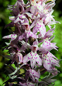 Dactylorhiza fuchsii subsp. fuchsii - Orchis de Fuchs