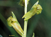 Coeloglossum viride - Orchis grenouille