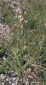 Epipactis palustris - Epipactis des marais