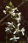 Gymnadenia conopsea - Orchis moustique