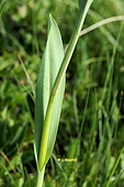 Gymnadenia nigra subsp. austriaca - Nigritelle d'Autriche