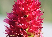 Gymnadenia nigra subsp. cenisia - Nigritelle du Mont Cenis