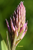 Gymnadenia nigra subsp. corneliana - Nigritelle de Cornelia