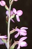 Gymnadenia odoratisima - Orchis odorant