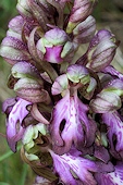 Himantoglossum robertianum - Barlie