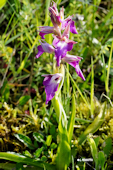 Orchis morio x Serapias lingua