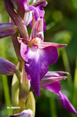Orchis morio x Serapias lingua