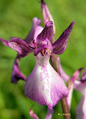 Orchis laxiflora x orchis morio
