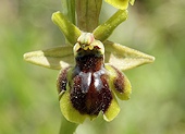 Ophrys araneola x Ophrys aymoninii
