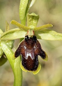 Ophrys araneola x Ophrys aymoninii