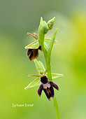 Ophrys aranifera x Ophrys insectifera