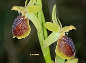 Ophrys araneola x Ophrys occidentalis