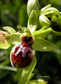 Ophrys araneola x Ophrys passionis