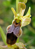 Ophrys lutea x Ophrys scolopax
