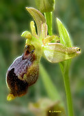 Ophrys lutea x Ophrys scolopax