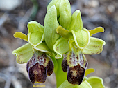 Ophrys exaltata x Ophrys funerea