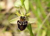 Ophrys occidentalis x Ophrys scolopax