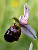 Ophrys passionis x Ophrys scolopax